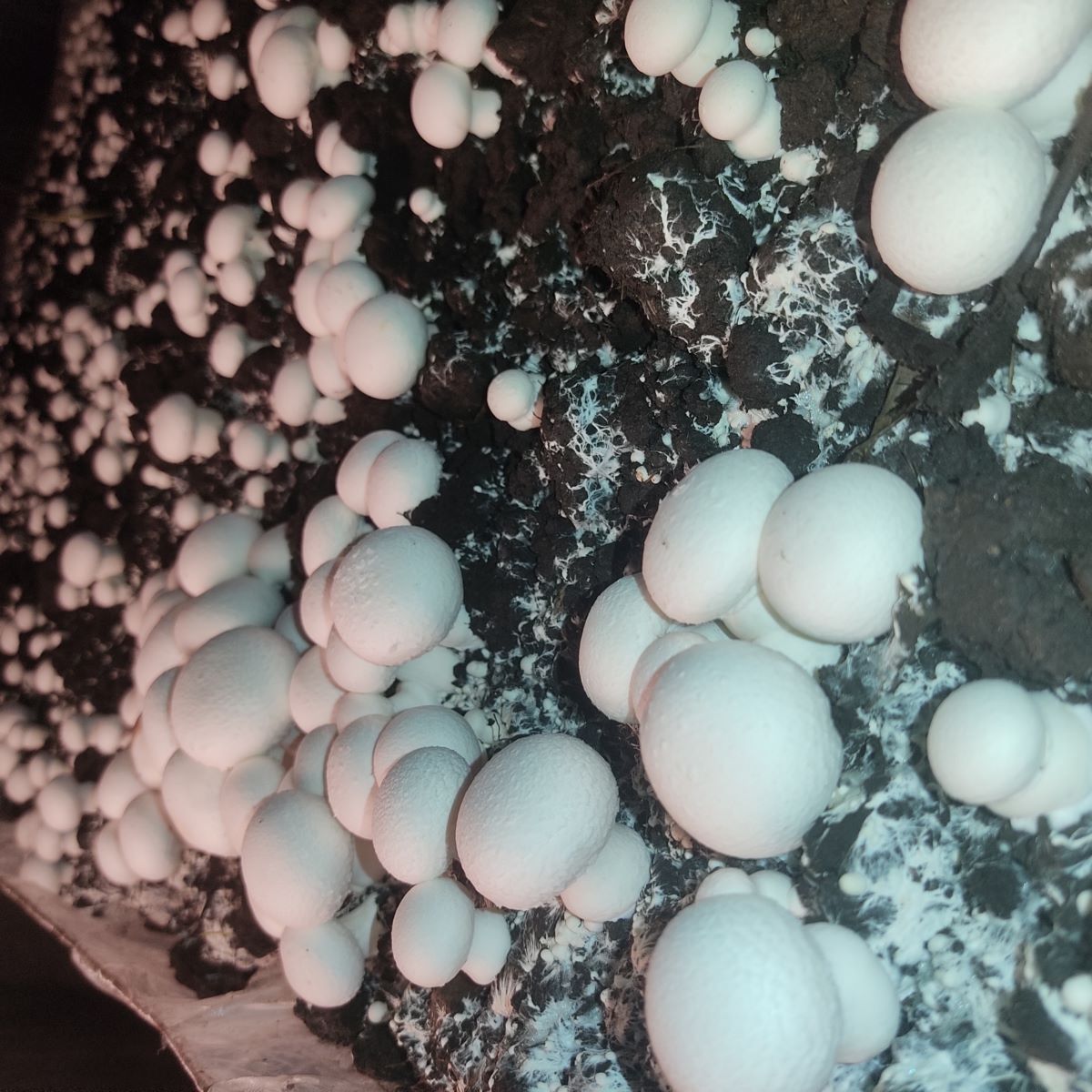 قارچ سوپر لوکس دکمه ای